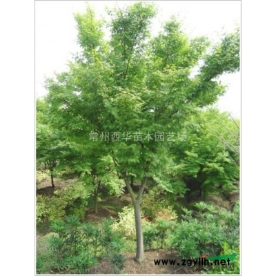 江蘇常州【火棘苗圃基地直銷】江蘇常州誠信供應(yīng)火棘球
