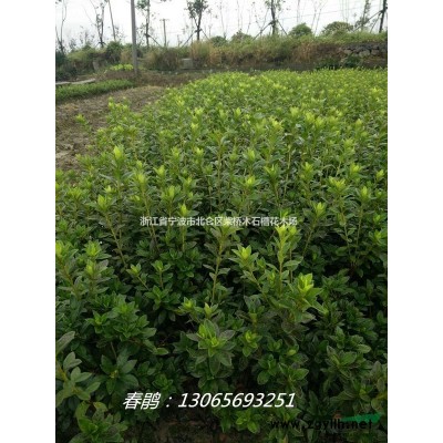 浙江花露珍茶花|寧波紅露珍茶花價(jià)格新|寧波各種茶花基地批發(fā)