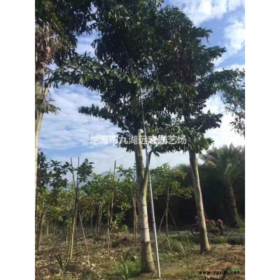 三角梅球 勒杜鵑 葉子花大型基地批發(fā)