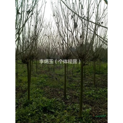 大量出售大葉黃楊 萬年青 球 各種規格都有