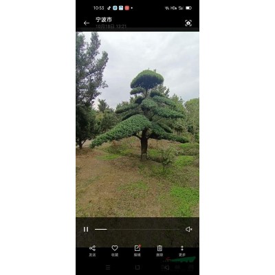 耐冬茶花