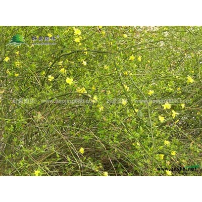 杜鵑價格_杜鵑圖片_杜鵑產地_杜鵑綠化苗木苗圃基地