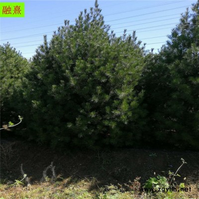 2.5米白皮松 道路綠化 3米白皮松價格 白皮松廠家