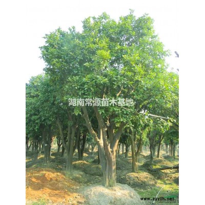 金森女貞小苗，金森女貞球，湖南金森女貞價格