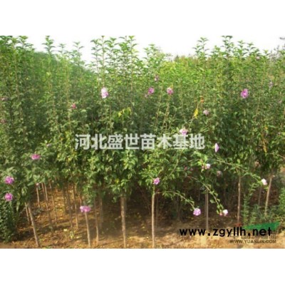 專業的大葉黃楊球供應商