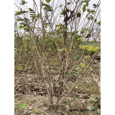 供應火棘球p100cm一p180cm:精品球