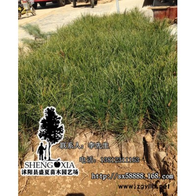 基地直銷百萬畝 綠化小苗 白皮松 常綠苗木  **小苗