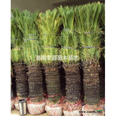 月季，金絲桃，小葉女貞，紅葉小檗，蚊母，夏鵑，含笑，火棘