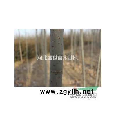 河北*好的金葉女貞供應商