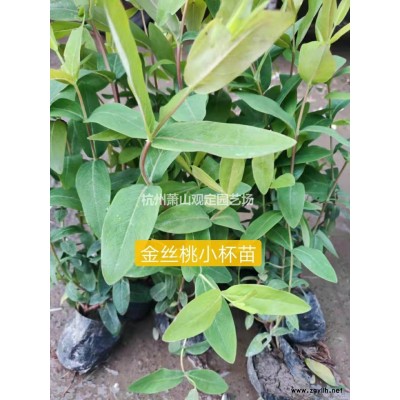浙江蕭山大量供應金森女貞工程色塊苗。小毛球小杯苗大杯苗