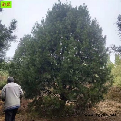 基地直銷 白皮松樹  價格優惠   樹形飽滿 1.5 2 3米高白皮松樹價格 占地白皮松 白皮松種植基地