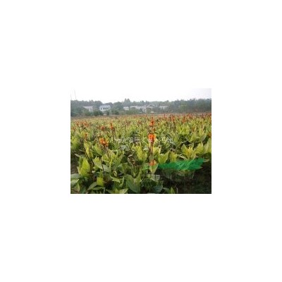 金森女貞、毛杜鵑、紅花繼木、大葉梔子等小毛球