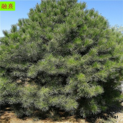 基地直銷綠化苗木白皮松樹  價格優惠   樹形飽滿 1.5米 2米 3米白皮松樹價格 占地白皮松