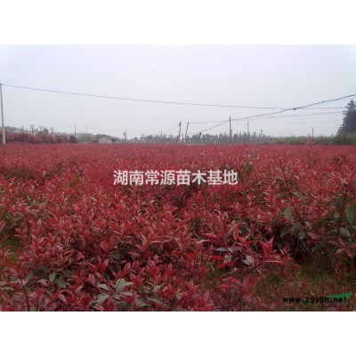 金葉女貞小苗，金葉女貞球，金葉女貞苗，湖南金葉女貞價格