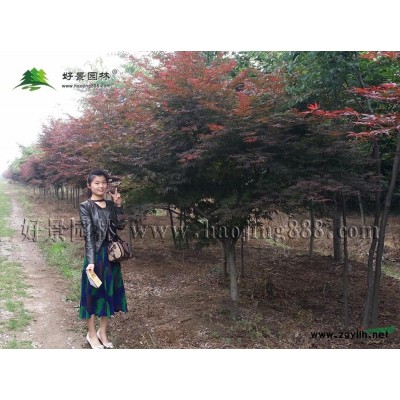 高桿大葉黃楊球價格_高桿大葉黃楊球產地_高桿大葉黃楊球基地
