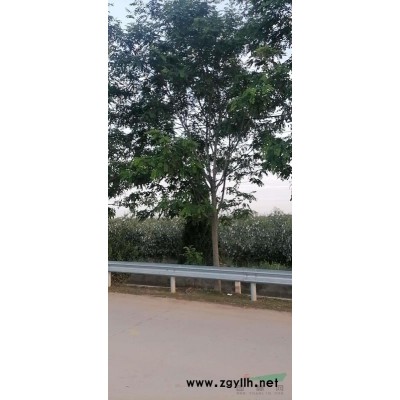 山西大葉黃楊毛球，大葉黃楊毛球價(jià)格，
