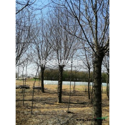 北海道黃楊苗，北海道黃楊綠籬苗，大葉黃楊樹(shù)1米
