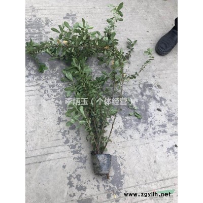 四川火棘種植基地..哪里有火棘球出售.高度40公分的火棘苗價