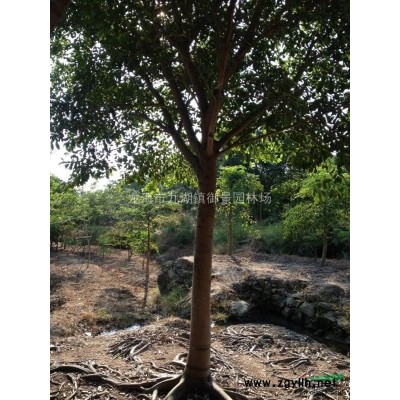 福建茶花樹苗批發 福建茶梅報價 福建茶花種植基地