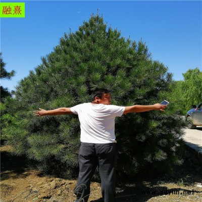 基地直銷 白皮松樹  價格優惠   樹形飽滿 1.5 2 3米高白皮松樹價格 占地白皮松 白皮松基地