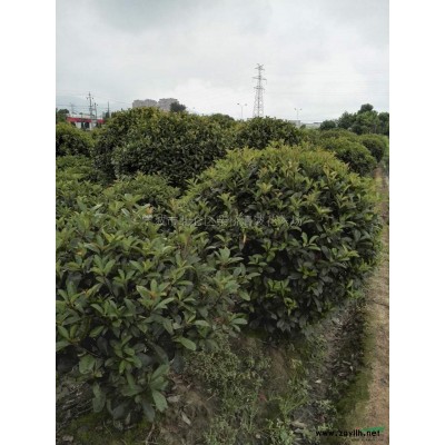 寧波地區(qū)常年供應毛娟，杜鵑，春娟，夏娟，白色杜鵑