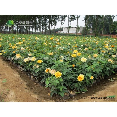瓜子黃楊球價格_瓜子黃楊球產地_瓜子黃楊球綠化苗木苗圃基地