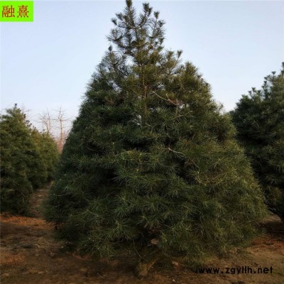 融熹園藝 供應白皮松 綠化苗2 米白皮松大冠幅 3米白皮松 白皮松基地