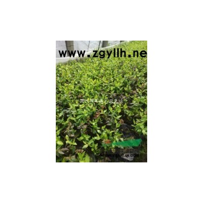 【色帶小苗基地直銷批發(fā)】誠信供應(yīng)南天竺，紅花繼木，瓜子黃楊等