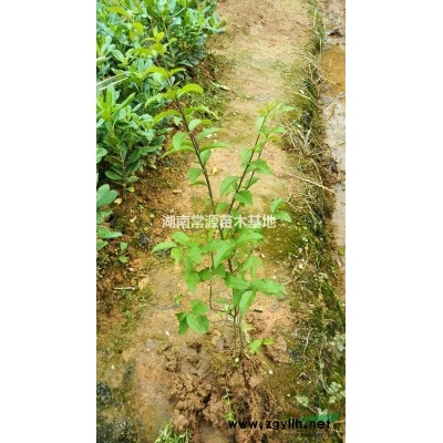 夏鵑小苗，西洋杜鵑小苗，比利時杜鵑小苗，夏鵑價格，西洋杜價格