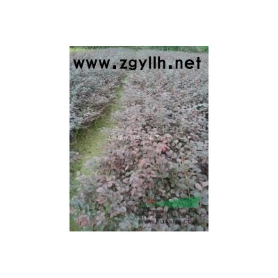 江蘇常州夏溪苗圃【專業(yè)色塊苗基地供應(yīng)】營養(yǎng)杯毛杜鵑，南天竺等