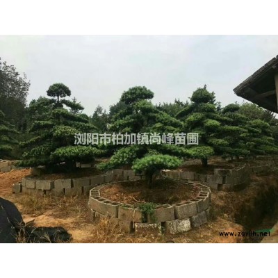 南天竹基地小苗/南天竹圖片/南天竹價格/哪里南天竹便宜