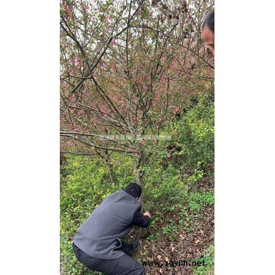 常州火焰南天竹苗圃直銷各類規(guī)格*歡迎選購