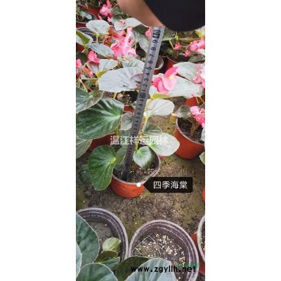 海桐