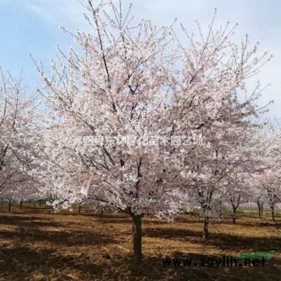 供應海桐、連翹、南天竹、衛茅、蜀檜、紅葉小檗、月季