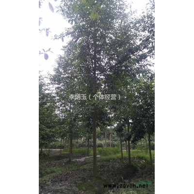 【50-60公分高的南天竹價格】基地直銷.直供貴州的南天竹