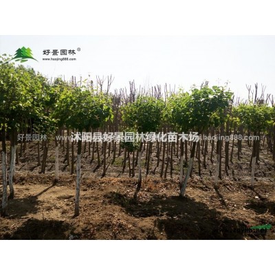 月季花價格_月季花圖片_月季花產地_月季花綠化苗木苗圃基地