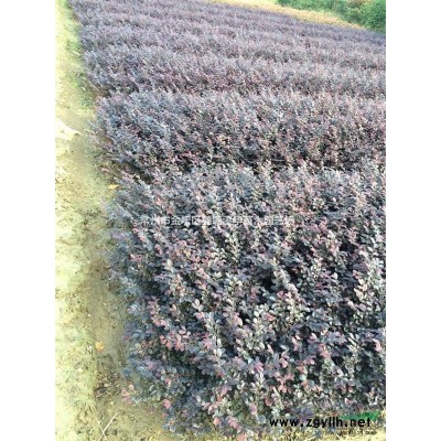 常州月季專業(yè)種植【爬墻月季】【樹狀月季】【薔薇】，基地批發(fā)