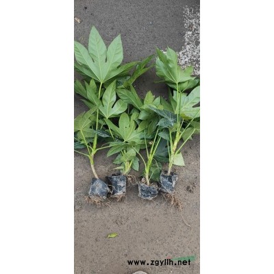 浙江大花月季紅帽子月季小杯大杯苗供應介紹/特征/用途