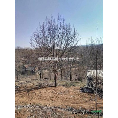 樹狀月季，樹狀月季哪里好？樹狀月季價格哪里便宜？