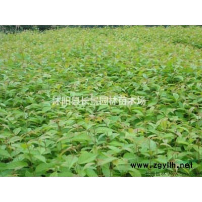 哪有批發(fā)月季花種子的專業(yè)公司？