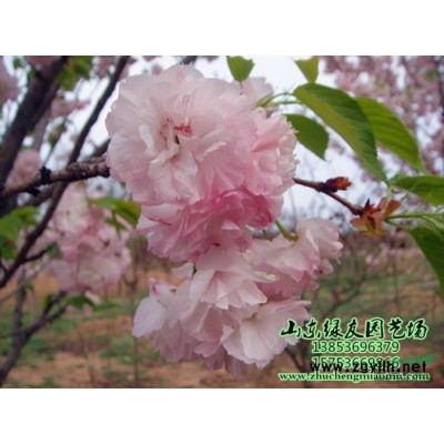 大花薔薇丨連翹丨爬墻梅丨月季丨爬墻虎丨諸城日照青島薔薇映山紅