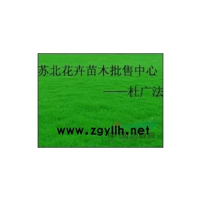 豐花月季，大花月季，紅帽子月季