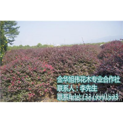 紅繼木球綠化、貴州紅繼木球、綠化苗木認準旭偉花木