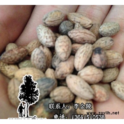 盛夏出品 直銷苗木種子 杜英種子 **新種 出苗率高綠化苗木種子