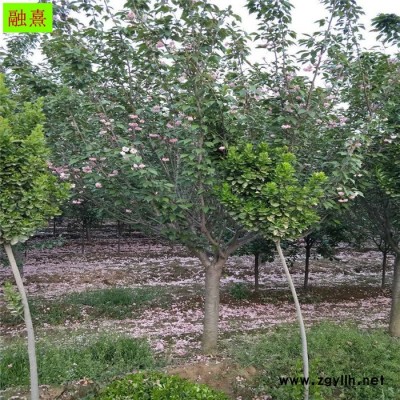 供應大量櫻花樹  帶土球發(fā)貨 綠化苗木風景樹 3 4 6 8公分櫻花樹苗  成活率高 日本櫻花樹