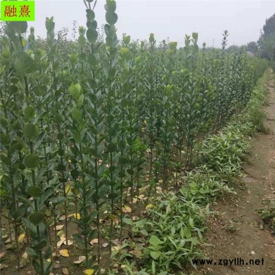 融熹苗木 供應綠化苗木 北海道黃楊供應 提供種植技術 北海道黃楊價格