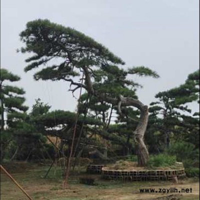 山東綠化苗木基地  出售不同規格造型松  造型景觀松  造型黑松  異型松