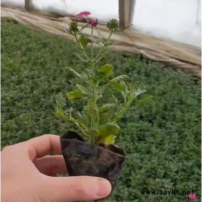 木一花卉 時(shí)令草花美女櫻 園林綠化苗木場(chǎng)各種花卉批發(fā)采購(gòu)