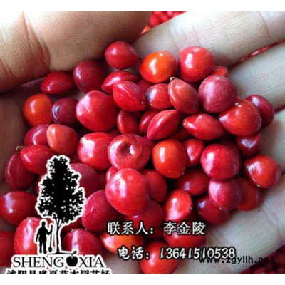 當年新采出苗率高 海紅豆孔雀豆種子別稱臺灣相思豆 綠化苗木種子