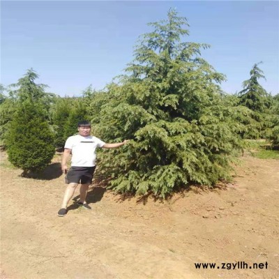 低價處理雪松苗 規格齊全工程綠化苗木 量大優惠四季長青綠化苗木